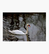Beautiful swan Photographic Print