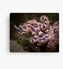 Blue Ringed Octopus Canvas Print