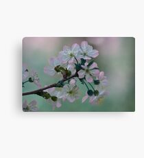 Pretty in Pink and White Canvas Print