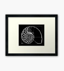 Fibonacci on a nautilus shell Framed Print
