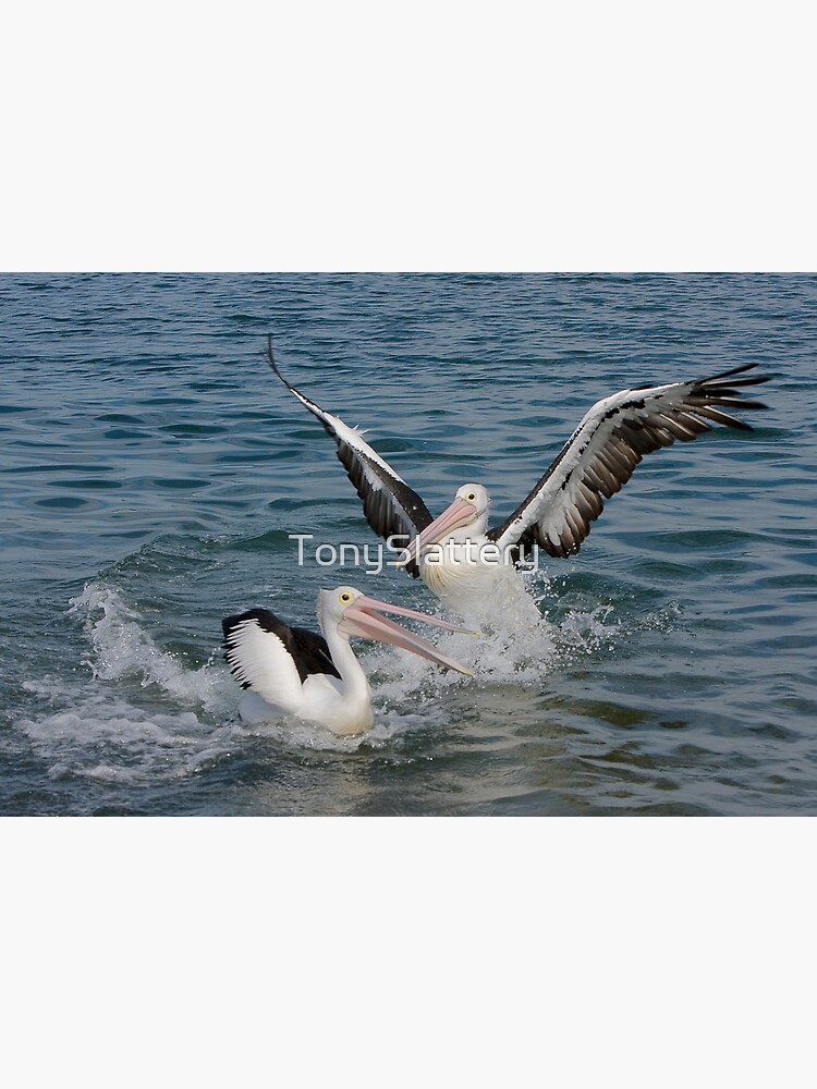 Pelicans by TonySlattery