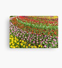 Circular Array of Abundant Tulip Colors Canvas Print