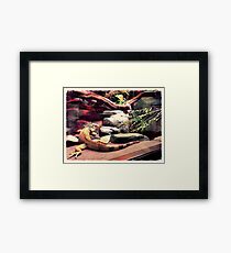 wildlife Framed Print