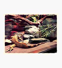 wildlife Photographic Print