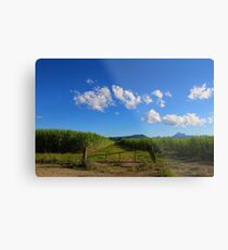 Cane fields Metal Print
