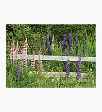Lupins and Fence Photographic Print
