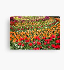 Rainbow of Tulips Canvas Print