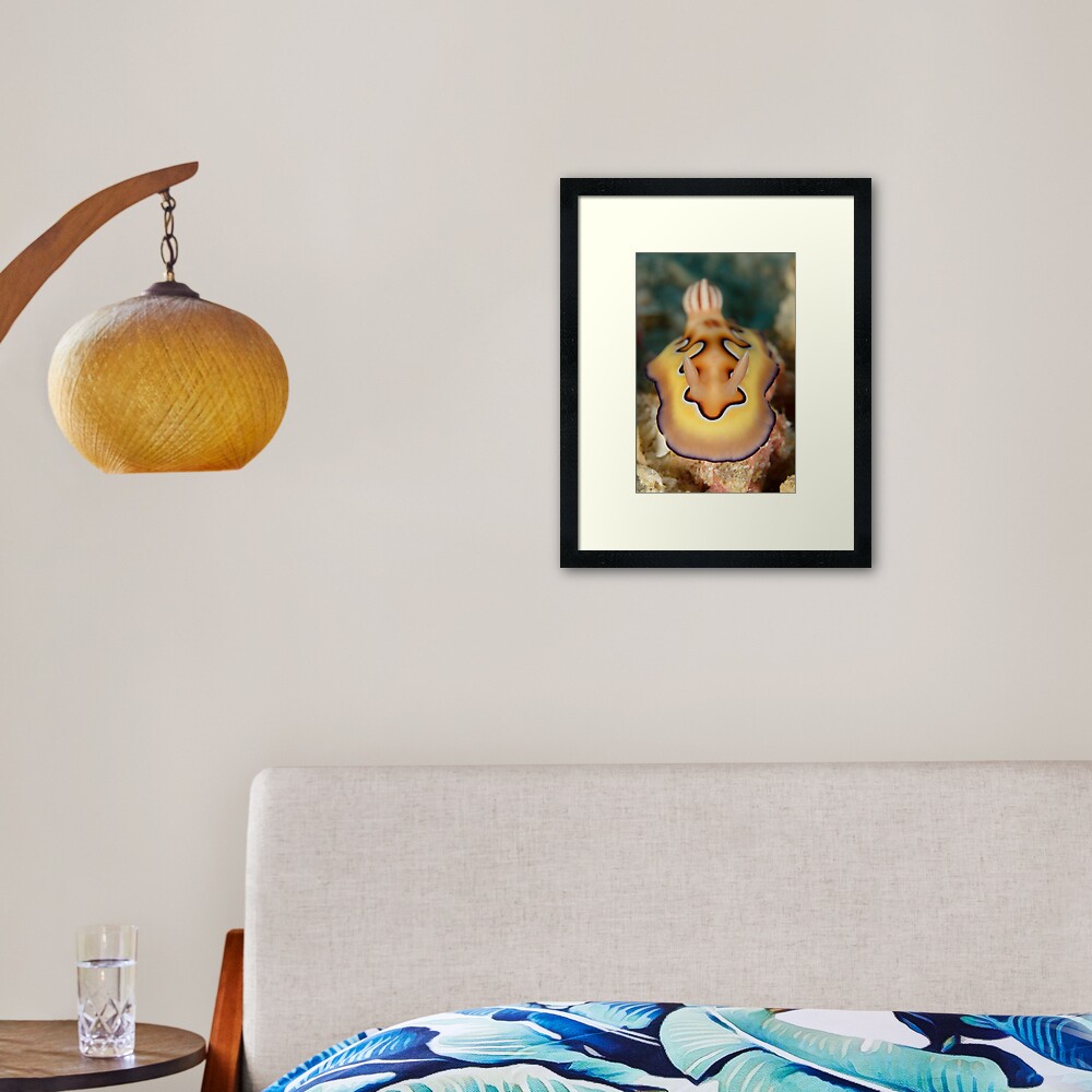 Nudibranch - Chromodoris coi Framed Art Print