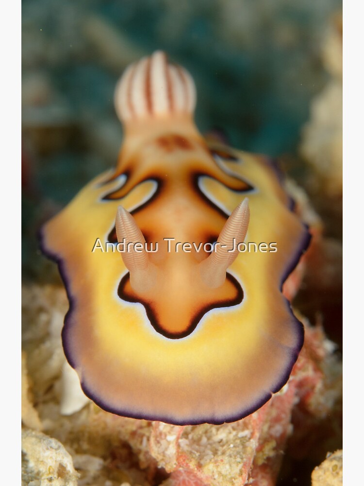 Nudibranch - Chromodoris coi by andrewtj