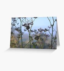Two Silvereyes Feasting on Fennel Seeds Greeting Card