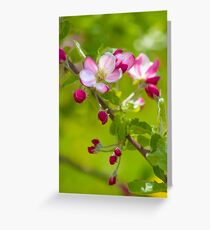 Apple Blossom Greeting Card