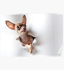 Chihuahua Poster
