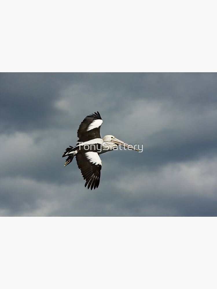 Flying Pelican by TonySlattery