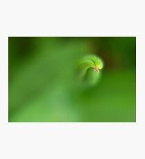 Green spiral Photographic Print