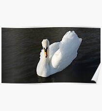 Swanning around Poster