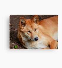 Dingo Canvas Print