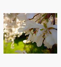 Cherry Blossoms Photographic Print