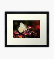 Cloudless Sulphur Butterfly Framed Print