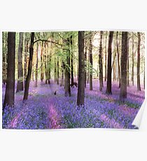 Morning Bluebells Cropped Poster