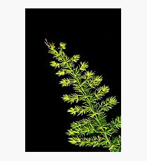 Fern, Fern, Asparagus Fern Photographic Print