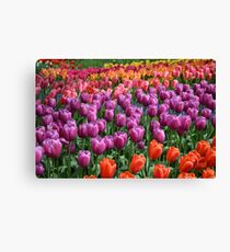 Tulip Fields 1 Canvas Print