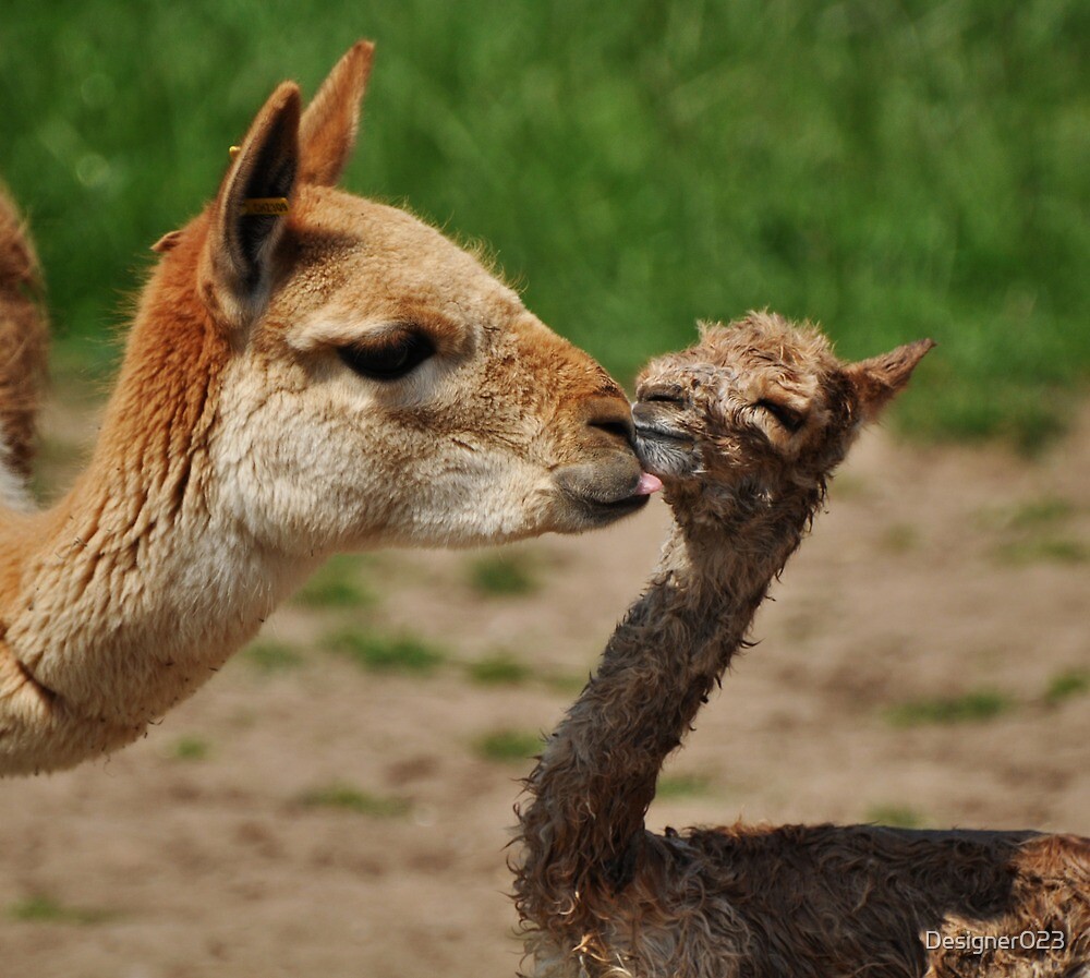 "Vicuna Baby" by Designer023 | Redbubble