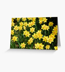A Sea of Daffodils Greeting Card