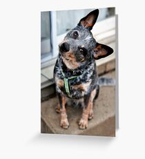 Jax the Cattle Dog Greeting Card