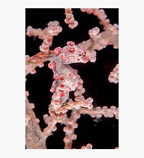 Pygmy seahorse - Hippocampus bargibanti Photographic Print