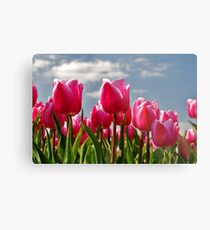 Tulips, tulips, tulips...... Metal Print