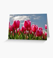 Tulips, tulips, tulips...... Greeting Card