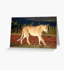 Gondwana Lioness Greeting Card