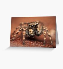 Sitticus pubescens male jumping spider Greeting Card