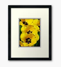 Yellow Tulips Framed Print