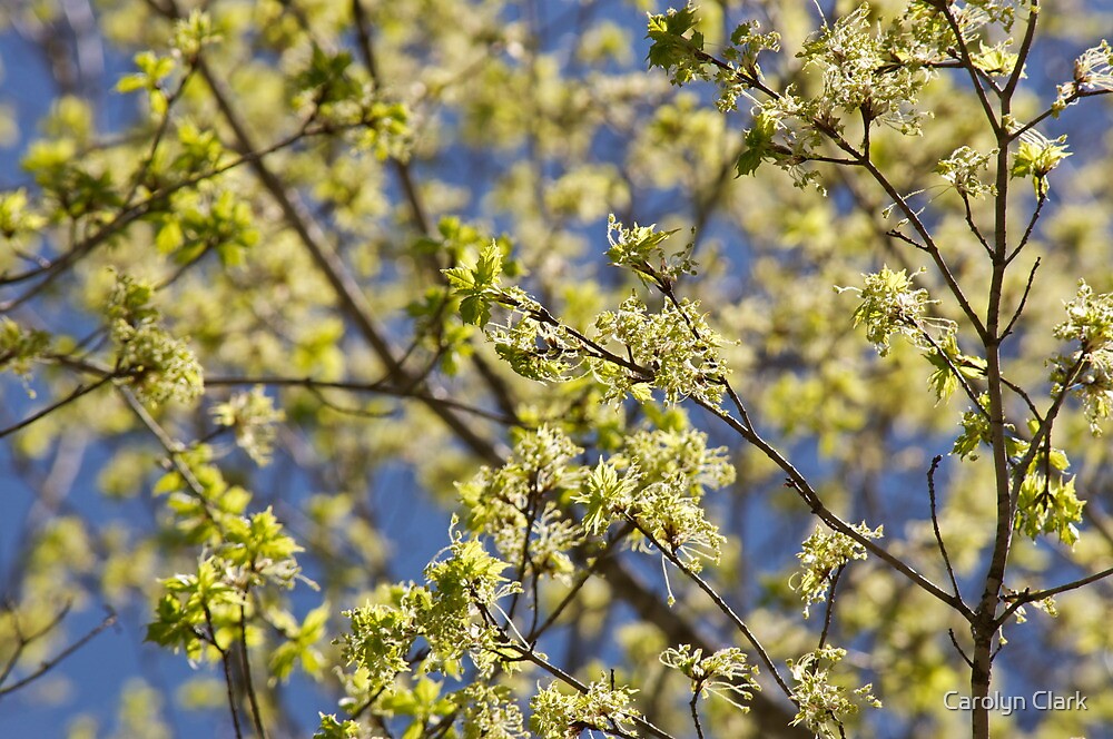 “Maple tree blossoms” by Carolyn Clark | Redbubble