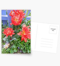 Poppy Tulips Postcards