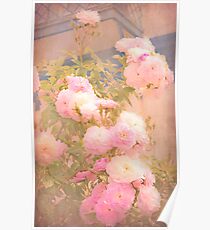 rose garden Poster