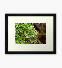 Lungwort (Lung) Lichen Framed Print