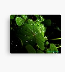 Water droplets Canvas Print