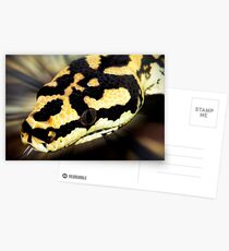 Snake,carpet python. Postcards
