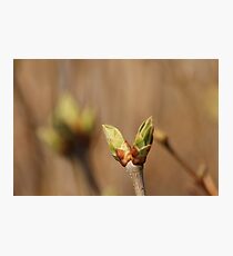 Outstanding Photographic Print