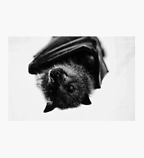 Black and White Flying Fox Photographic Print