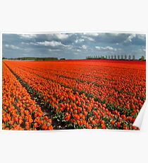 Tulipmania in Holland 3 Poster