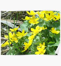 Yellow Patch Poster