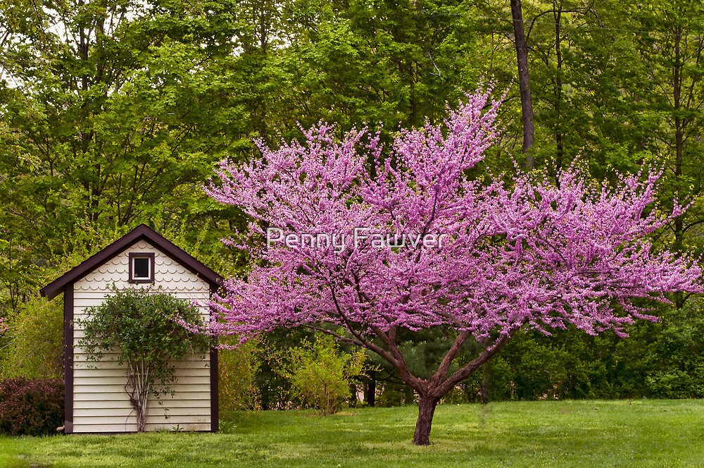 "American Red Bud Tree" by Penny Fawver | Redbubble