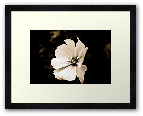 "Black and White Flower" Framed Prints by CeiraCrainer | Redbubble