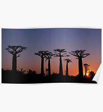 Póster Baobab Alley, Madagascar