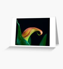 Cala Lily Greeting Card