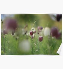 Meadow at Downton Abbey Poster