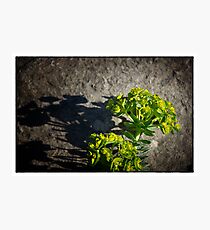 Euphorbia On The Rocks Photographic Print